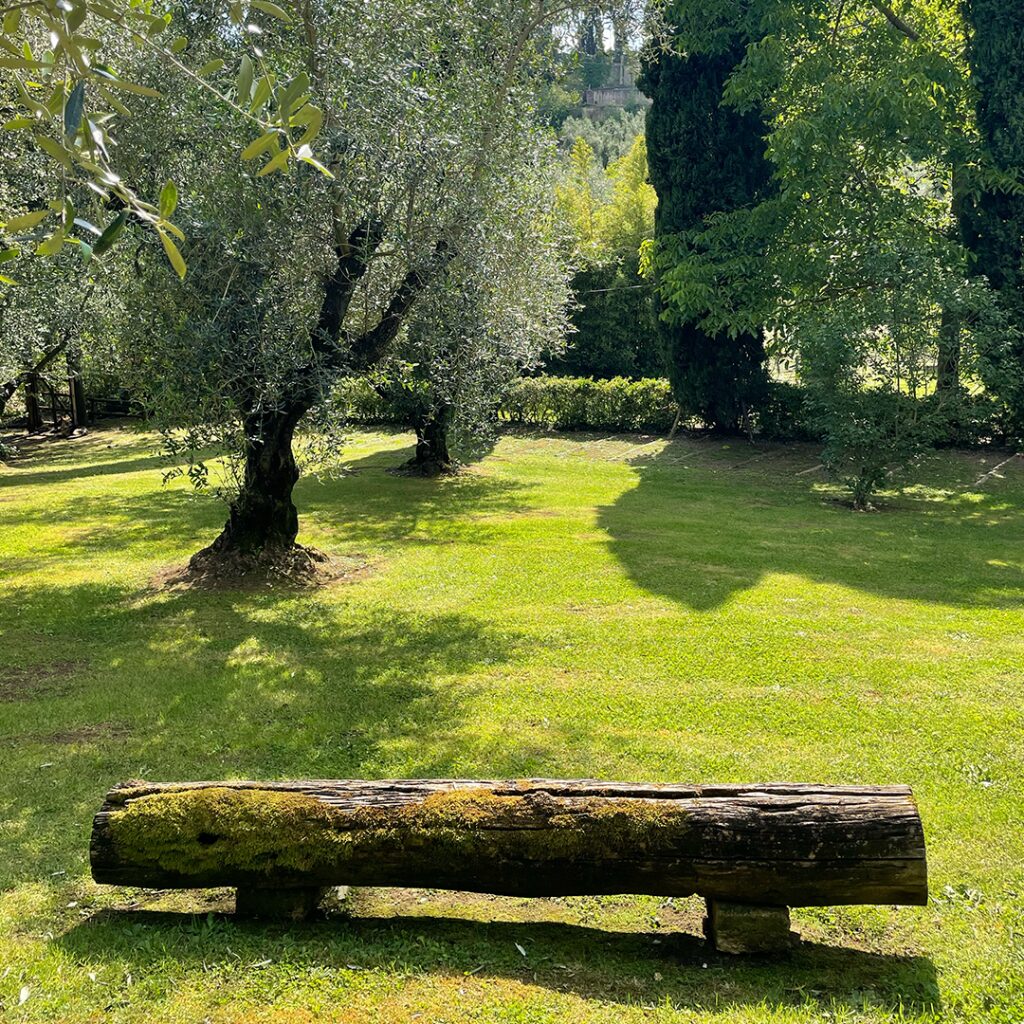 Old tree trunk in the gardens of Casacocò