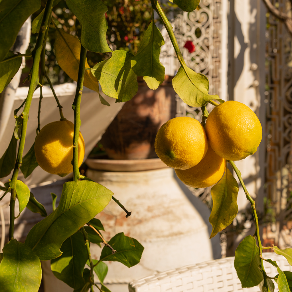 Zitronen aus dem Garten